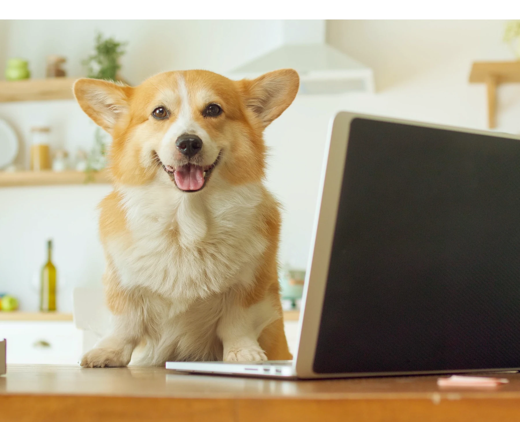Atendimento organizado em pet shop com o Force PET